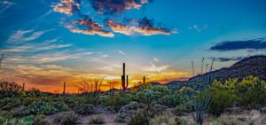 Tucson Landscape by Danielle Skinner II e1590116375676